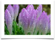 flower raindrops - Geoffrey Hughes flower raindrops - Geoffrey Hughes